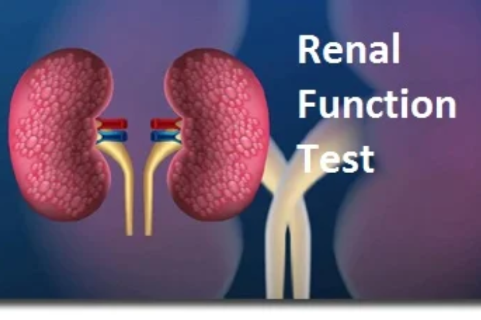 Renal Function Test